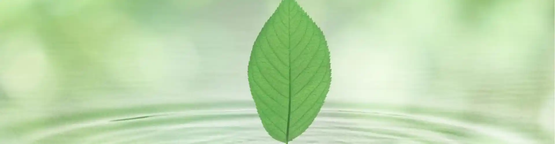 Pratique quotidienne du Qigong avec 8 brocarts de soie - Online Class by Cassaundra Paolini