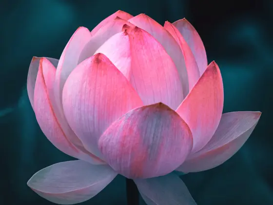 Fin de semana de maestría en Reiki