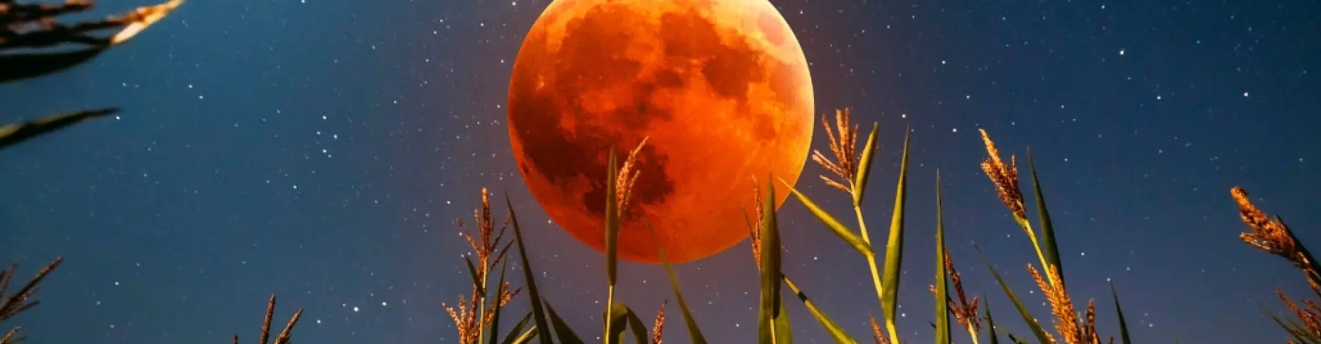 Full Moon Solar Eclipse Meditation  - Online Class by Cassaundra Paolini